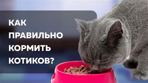 Чем кормить кошек
