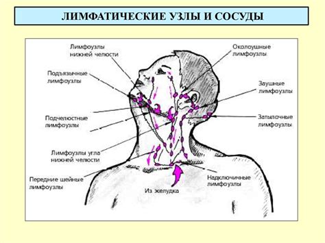 Чем лечить лимфоузлы на шее