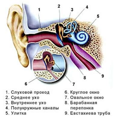 Чем лечить ухо