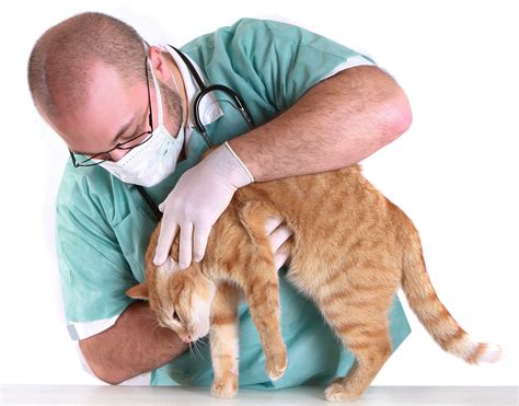 Чем можно заразиться от кошки человеку