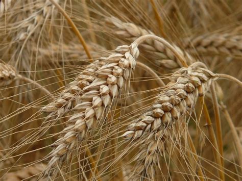 Чем отличается рожь от пшеницы
