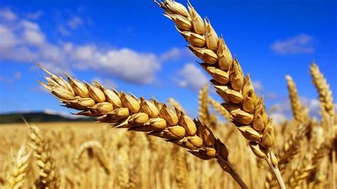 Чем отличается рожь от пшеницы