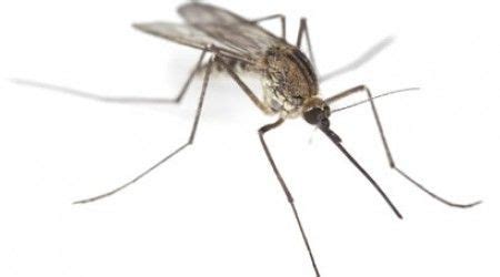 Чем питается комар самец