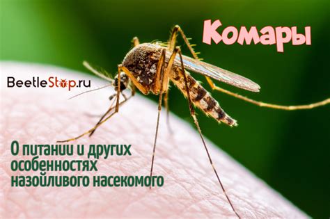 Чем питается комар самец