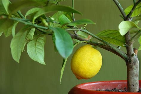 Чем подкармливать лимон в домашних условиях в горшке