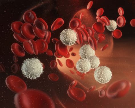 Чем поднять лейкоциты в крови