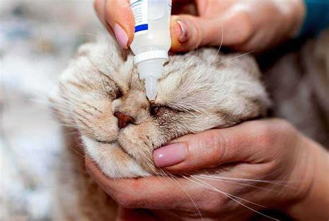 Чем промывать глаза котятам