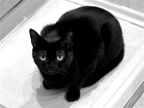 Черный кот минус