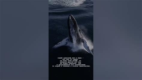 Чистый кит