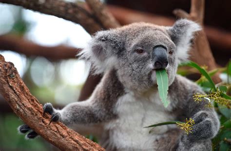 Что ест коала