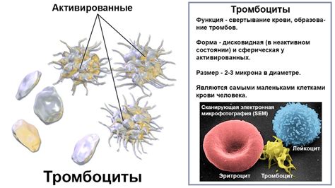 Что показывают тромбоциты в крови