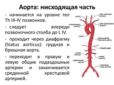 Что такое аорта у человека