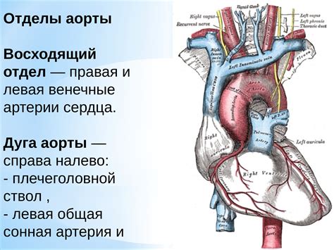 Что такое аорта у человека