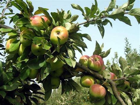 Яблоня богатырь описание сорта