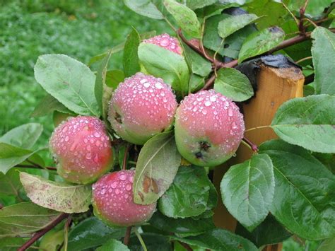 Яблоня богатырь описание сорта