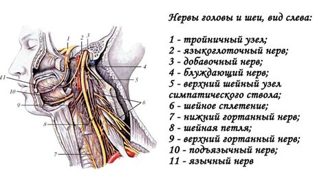 Языкоглоточный нерв анатомия