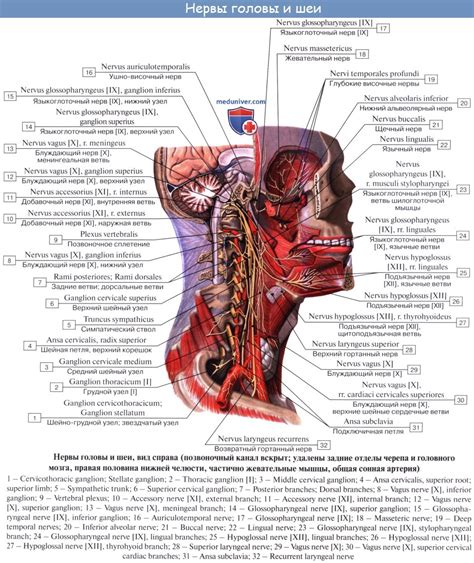 Языкоглоточный нерв анатомия