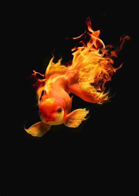 Fire fish