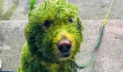 Green dog