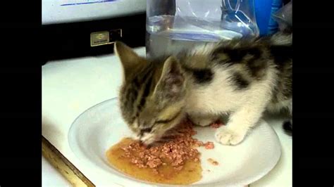 Hungry kitty видео