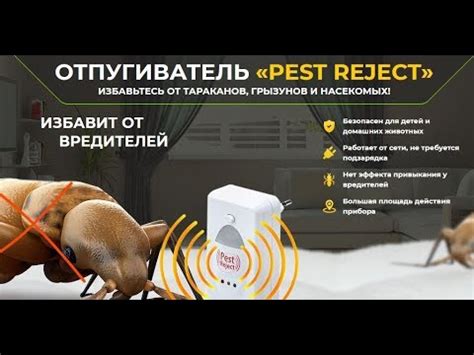Pest reject отзывы