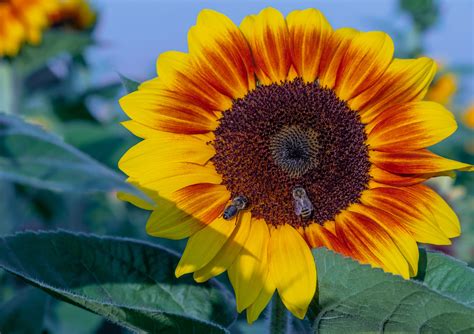 Sunflower скачать бесплатно