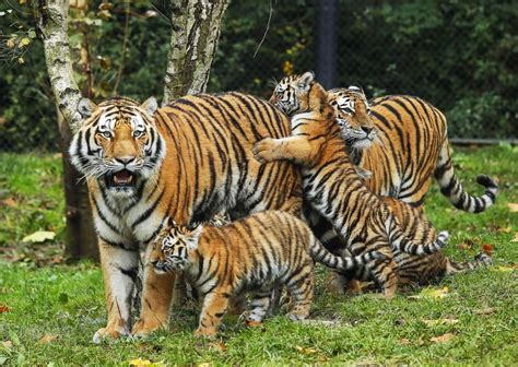 Tiger family