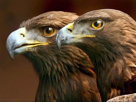 Two eagles