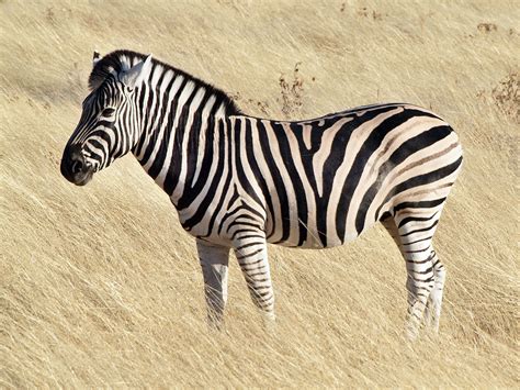 Zebra color